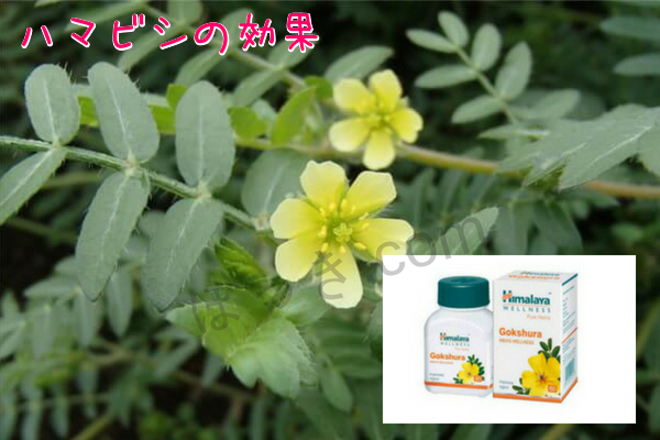 ハマビシ効果