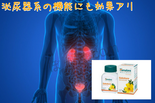 ゴクシュラ泌尿器系